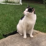 chats.with.maple profile picture