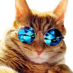 cheddar.c.cat profile picture
