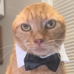 cheddarbobkitty profile picture
