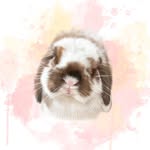 cheecheongfun_the_bun profile picture