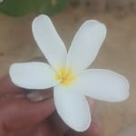 cheekupeenu profile picture