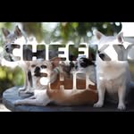 cheeky_chis profile picture