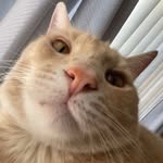 cheekychunkychico profile picture