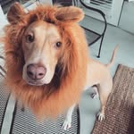 cheenski profile picture