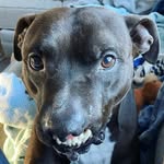 cheese_the_pit profile picture