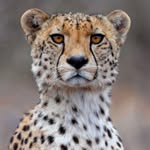 cheetah_kehde_ profile picture