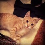 cheeto305 profile picture