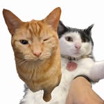 cheetoandpanda profile picture