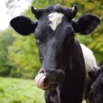 chefdanbarber profile picture