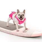 cheriethesurfdog profile picture