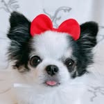 chi.co.ma profile picture