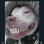 chi.nobean profile picture