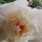 chiara.somare profile picture