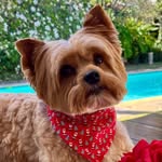 chiccolontano profile picture
