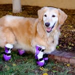 chichirescuedog profile picture