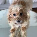 chickenalakingnyc profile picture