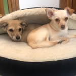 chicken_and_taloo profile picture