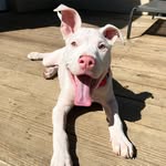 chicken_nuggetlife_ profile picture