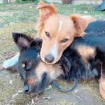 chickwiththefosterdogs profile picture