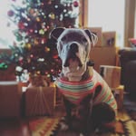 chiefofthechi profile picture