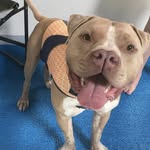 chief_therescue profile picture