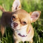 chihuahua.l.o.v.e profile picture