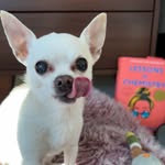 chihuahuabookclub profile picture