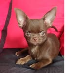 chihuahuasmillan profile picture