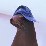 chillwildlife profile picture