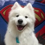 chilly_thesamoyed profile picture