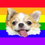 chima.chihuahua profile picture