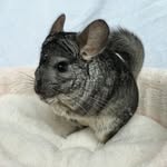 chinchillajournal profile picture