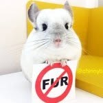 chinnybuddy profile picture
