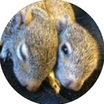 chipchloesquirrel profile picture