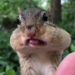 chipmunksoftiktok profile picture
