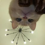 chiptheqiqi profile picture
