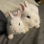 chl.bunnies profile picture
