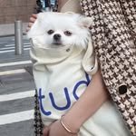 chloeeethedog profile picture