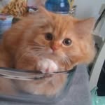 chloe_mcpurr profile picture