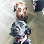 chocbossbryan profile picture