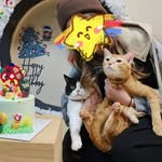 choco.88.bo profile picture