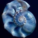 choedon_syi profile picture