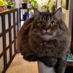 chonkywhisky profile picture