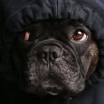 choochoocharlies profile picture