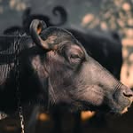 choudhary_dairyfarm02 profile picture