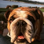 chowderthebulldog1 profile picture