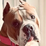 chowder_the_bully profile picture