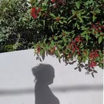 christealapaz profile picture