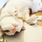 christopurrmarlowe profile picture