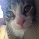 chronicalsofreggie profile picture